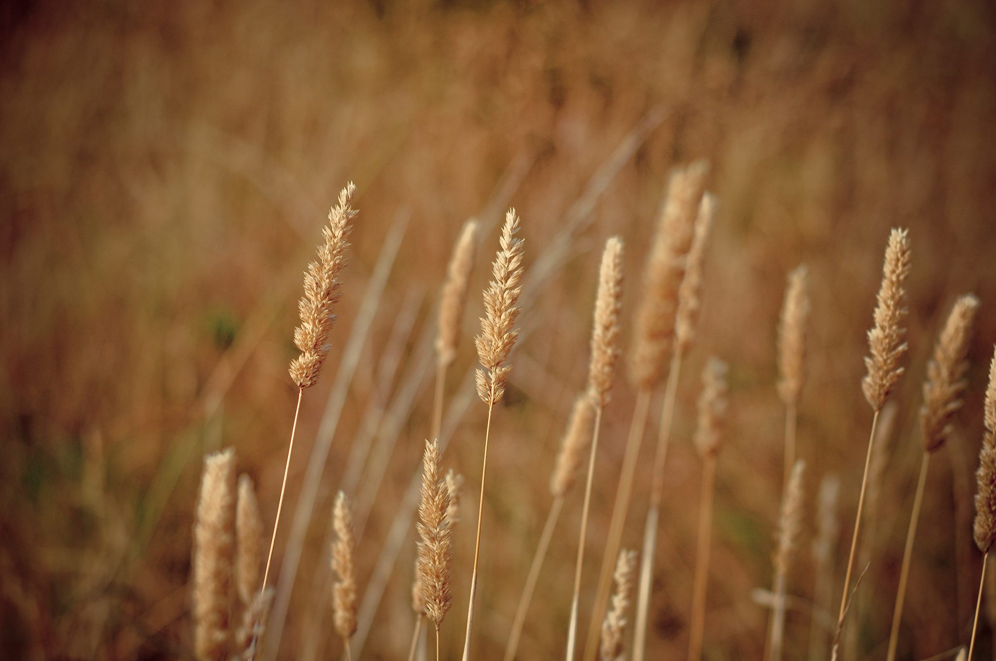 17758252_1235694776546779_8656272064919155128_o