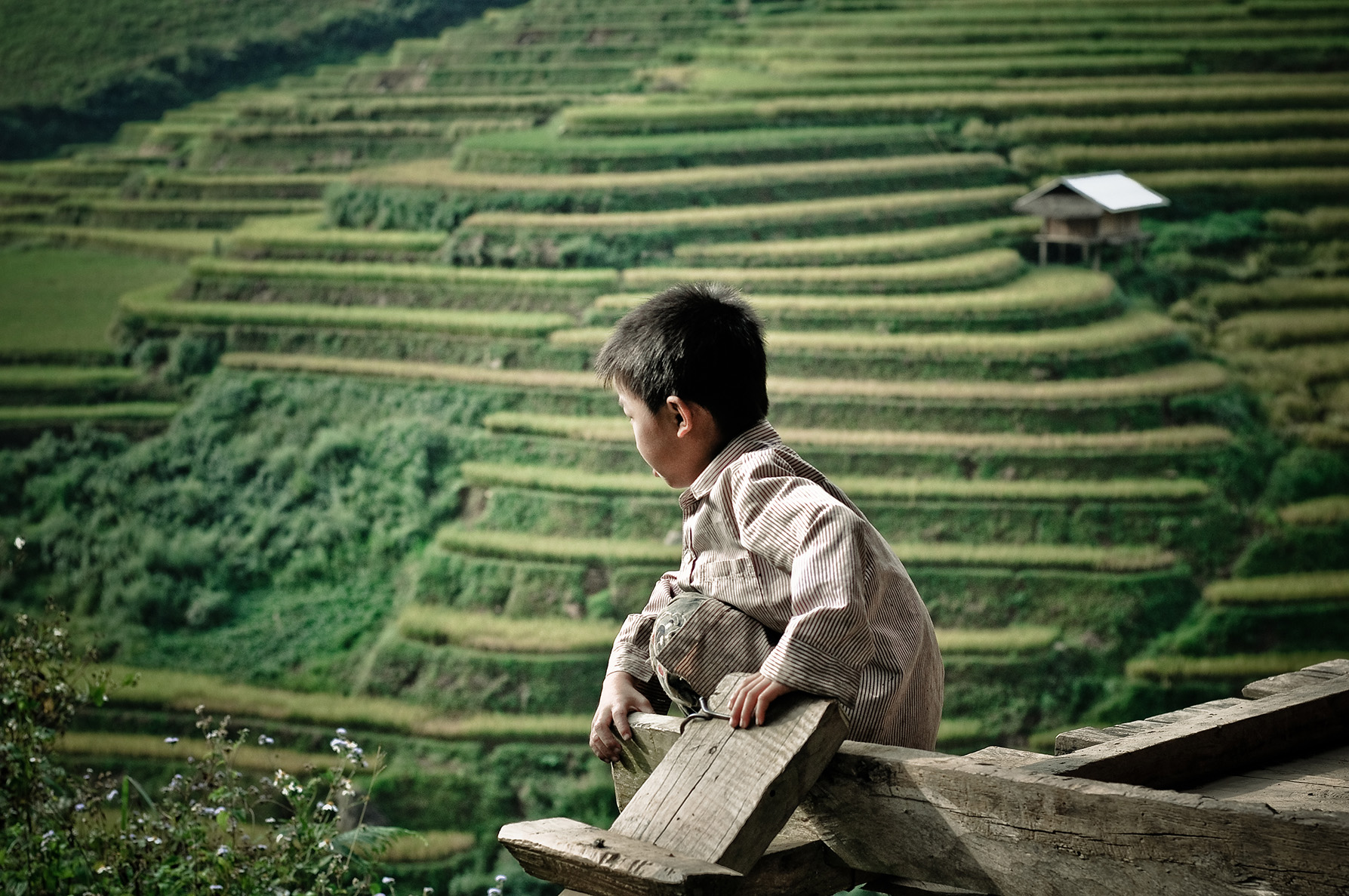 ruong bac thang va cau be