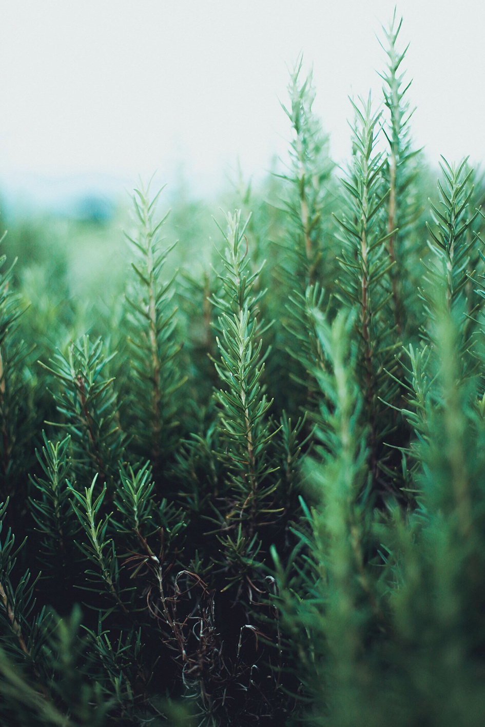 36af225f94ee70b029ff